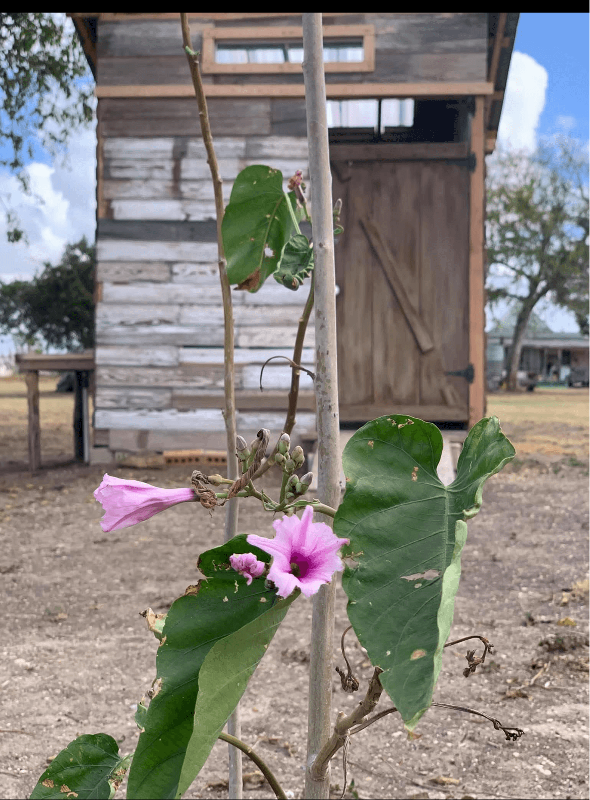 The Fields — guided dove hunting water
